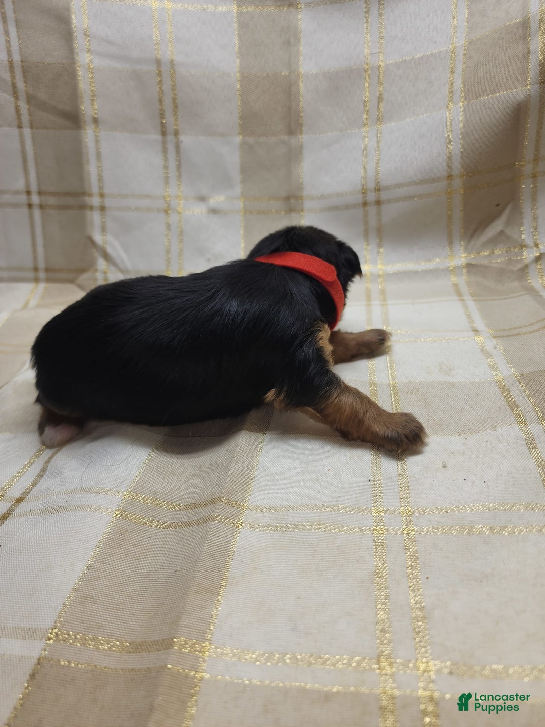 Yorkshire Terrier dogs for sale: Sadie - Image 2