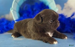 Pekingese dogs for sale: Akc Chocolate Truffle Dna Ofa - Image 7