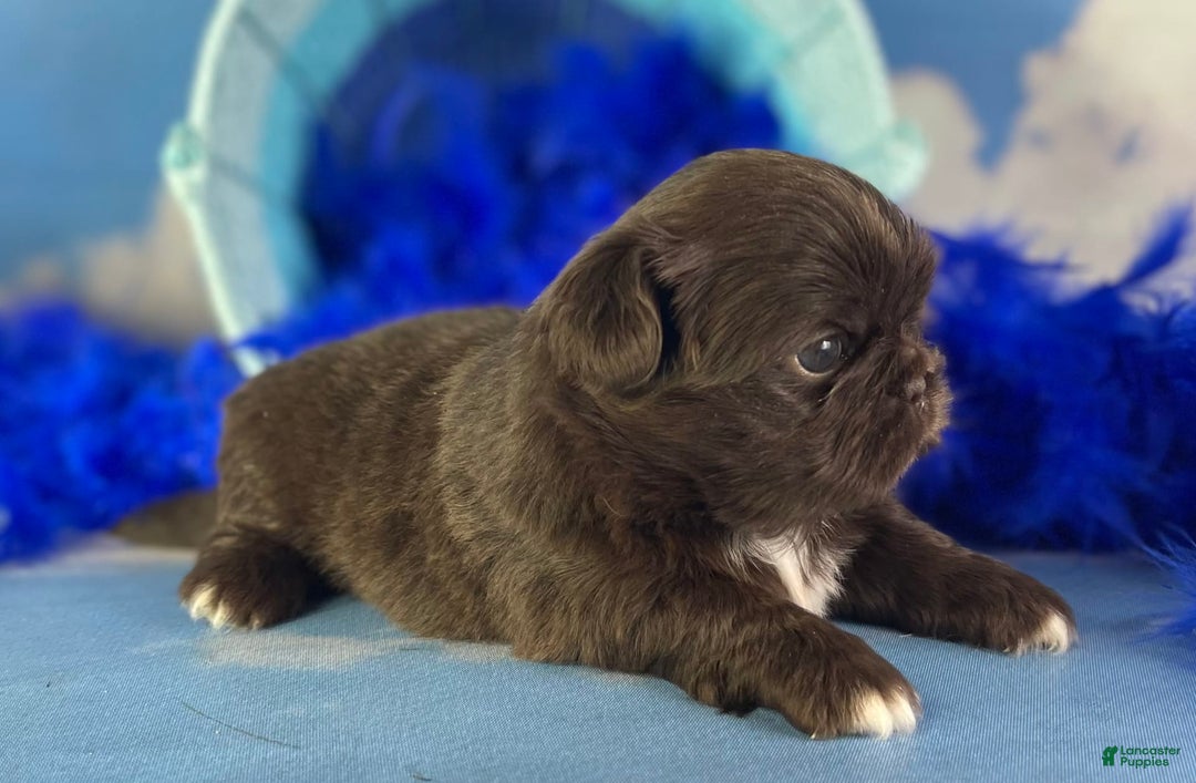 Pekingese dogs for sale: Akc Chocolate Truffle Dna Ofa - Image 7