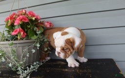 English Bulldog dogs for sale: Rippley - Image 2