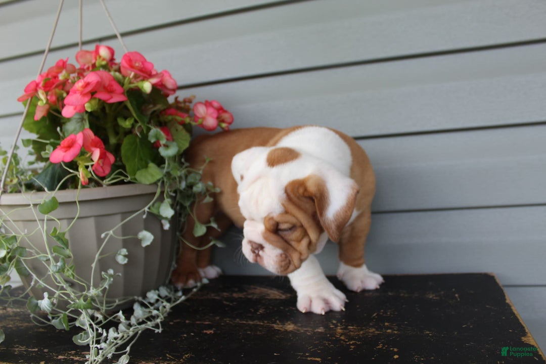 English Bulldog dogs for sale: Rippley - Image 2