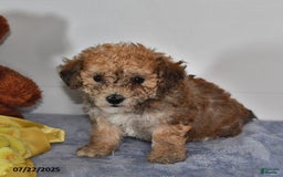 Bichpoo dogs for sale: Buster Brown - Image 5