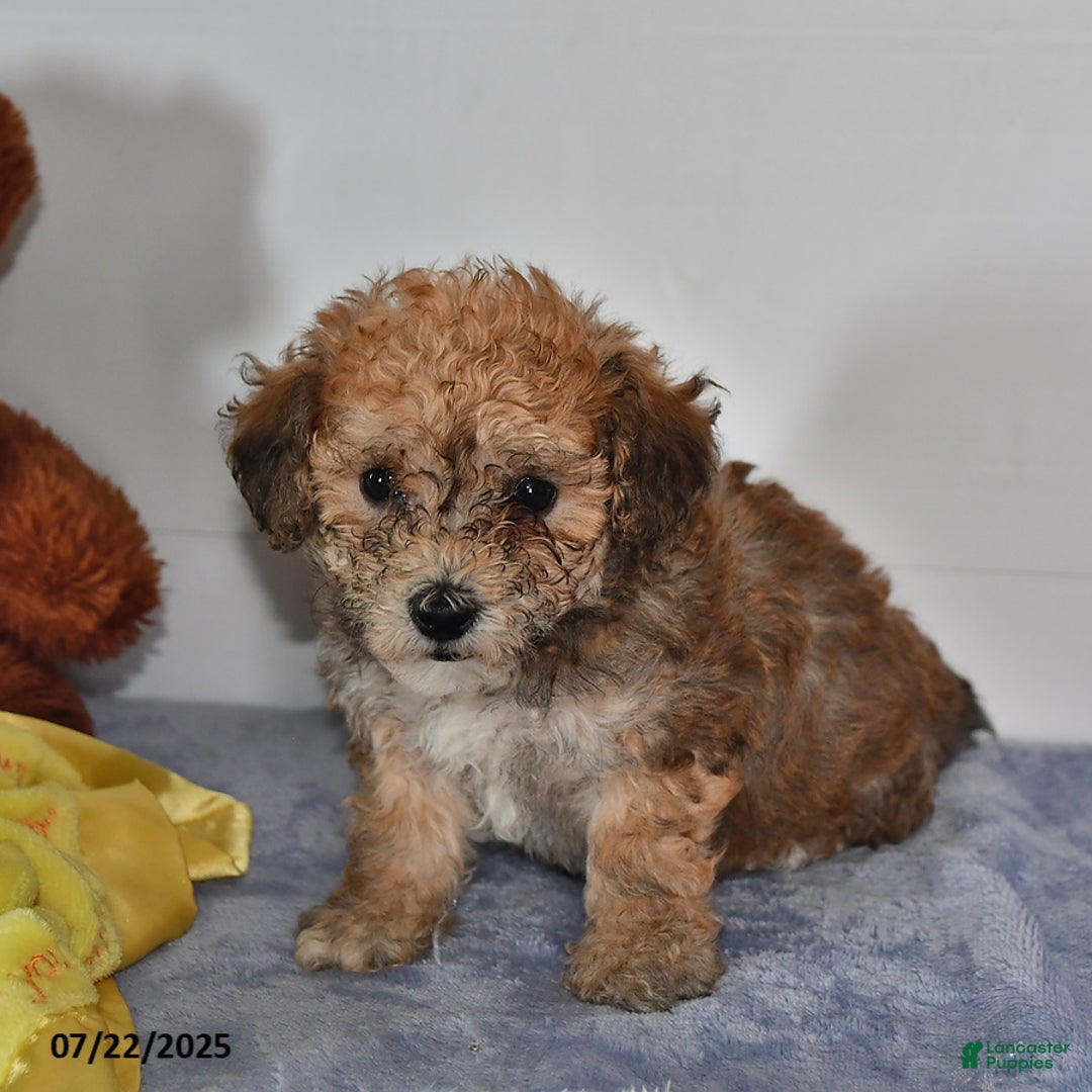 Bichpoo dogs for sale: Buster Brown - Image 5