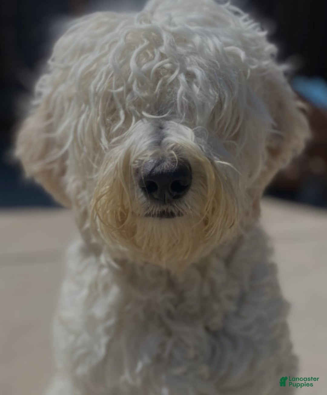 Portuguese Water Dog dogs for sale: Angele - Image 2