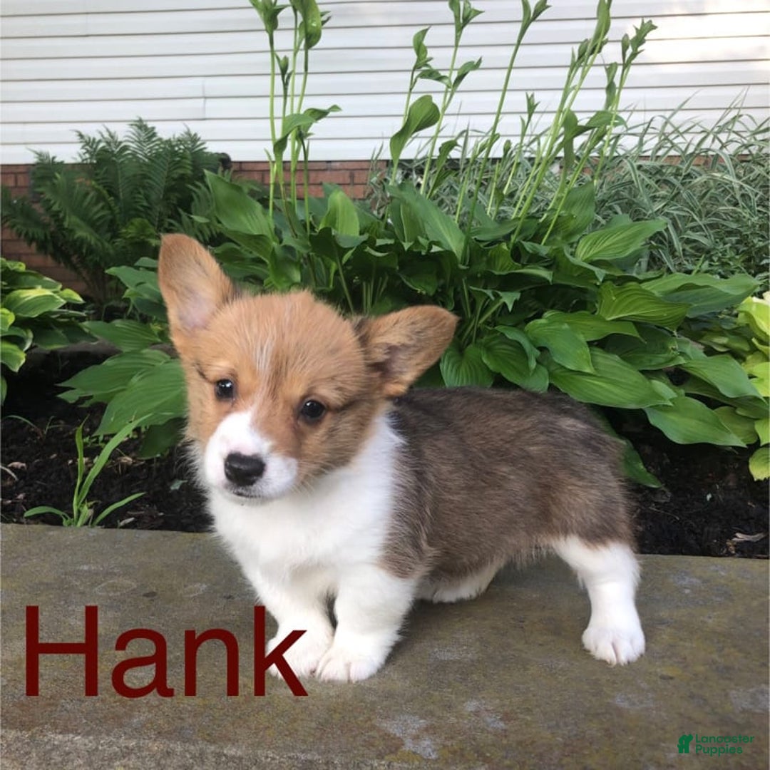 Welsh Corgi Pembroke dogs for sale: Hank - Image 1