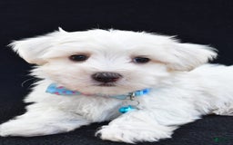 Maltese dogs for sale: Ashton - Image 8