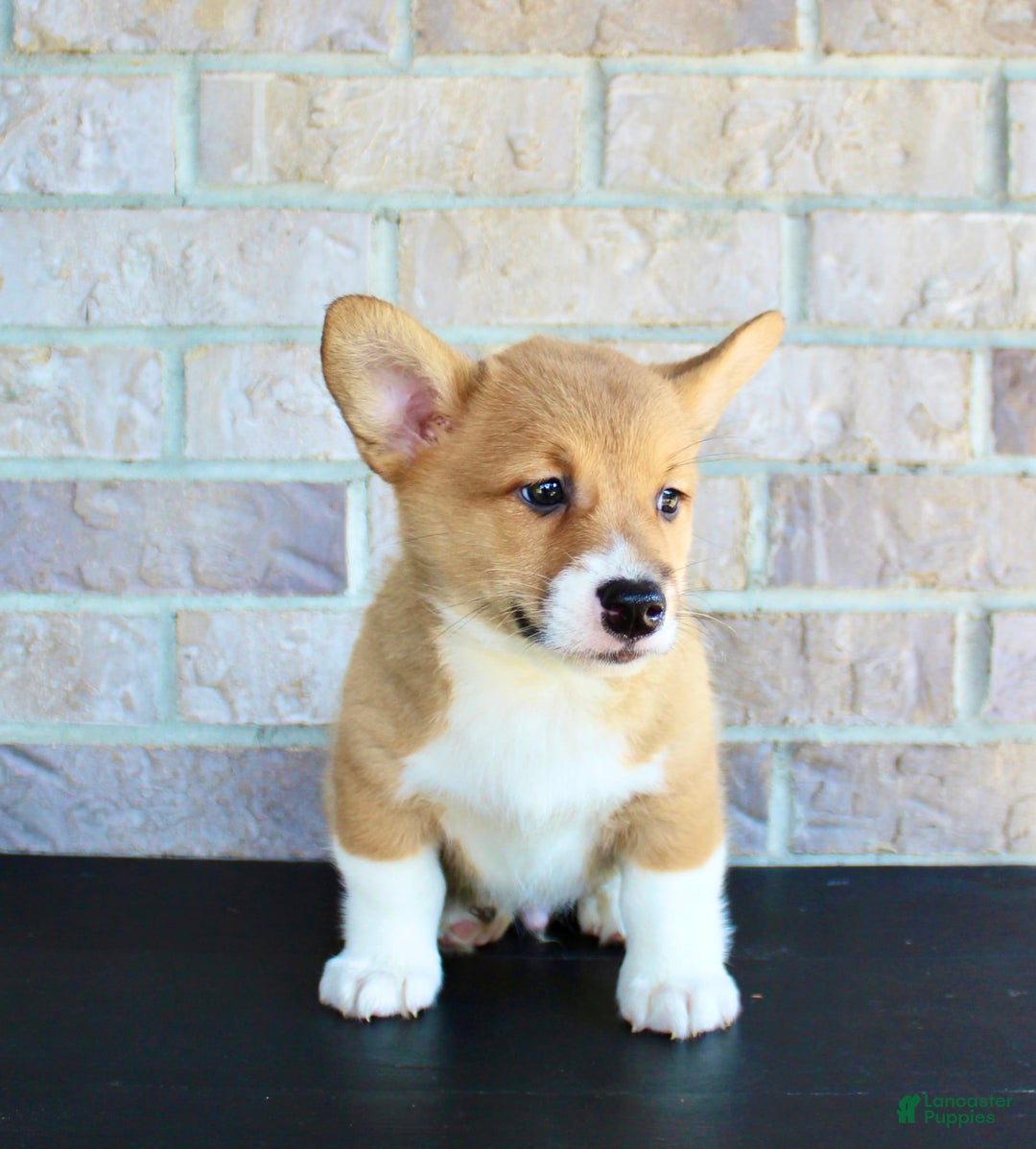 Welsh Corgi Pembroke dogs for sale: Welsh Corgi (Pembroke) 5 puppies - Image 2
