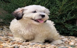 Teddy Bear dogs for sale: Custard - Image 11