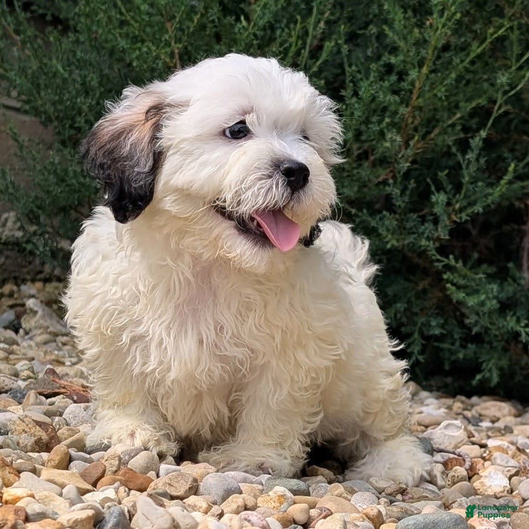 Teddy Bear dogs for sale: Custard - Image 11