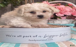 Bichon Frise dogs for sale: Biscuit - Image 2