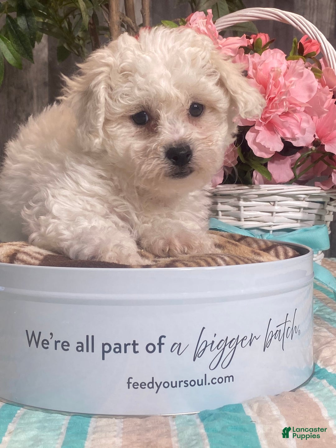 Bichon Frise dogs for sale: Biscuit - Image 2