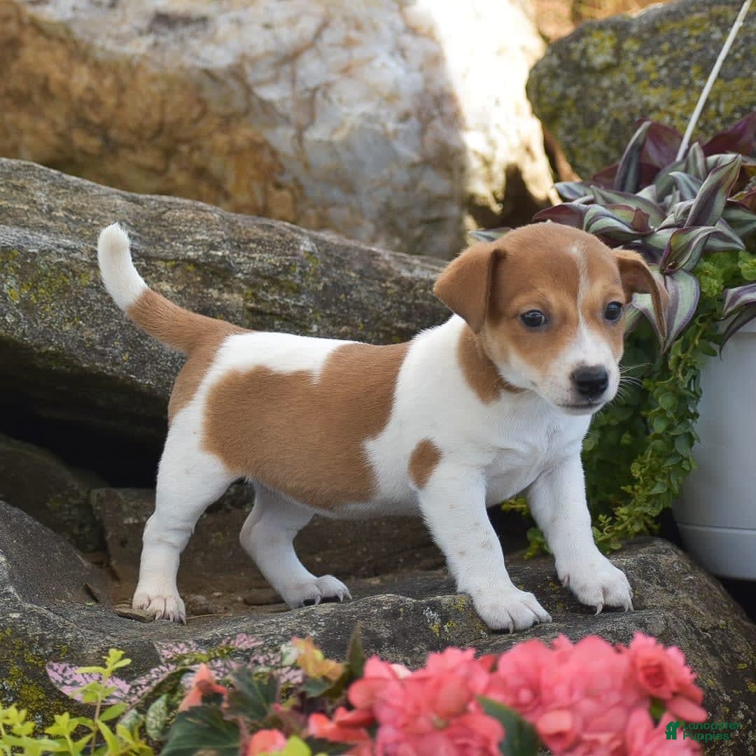 Jack Russell Terrier dogs for sale: Starlight - Image 1
