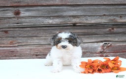 Miniature Poodle dogs for sale: Mac - Image 7