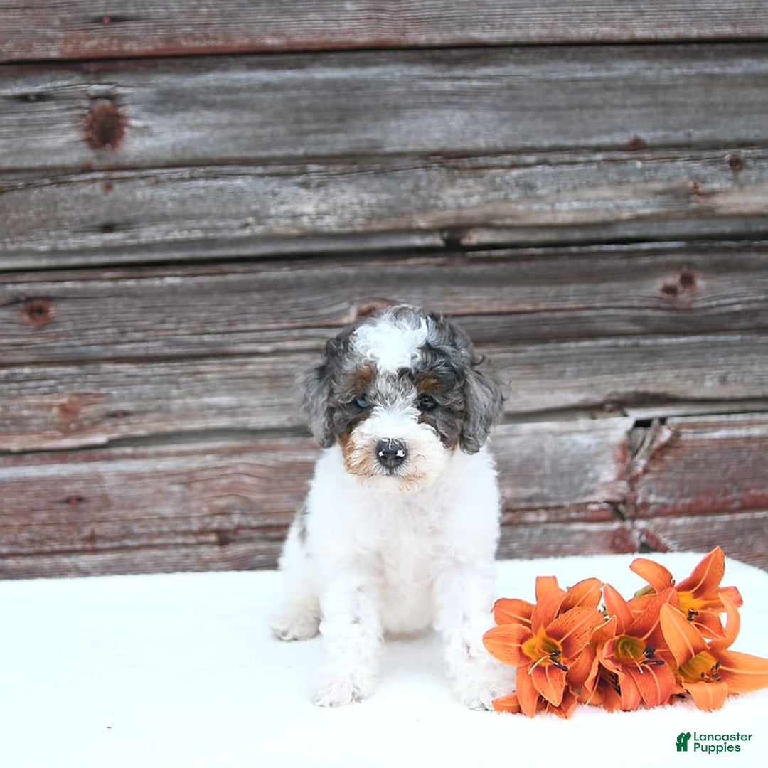 Miniature Poodle dogs for sale: Mac - Image 7