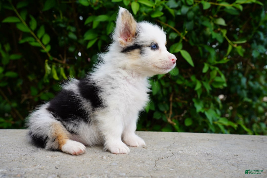 American Corgi dogs for sale: Blue - Image 5