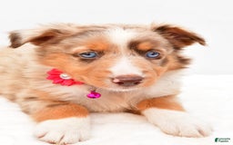 Australian Shepherd dogs for sale: Raine - Image 4