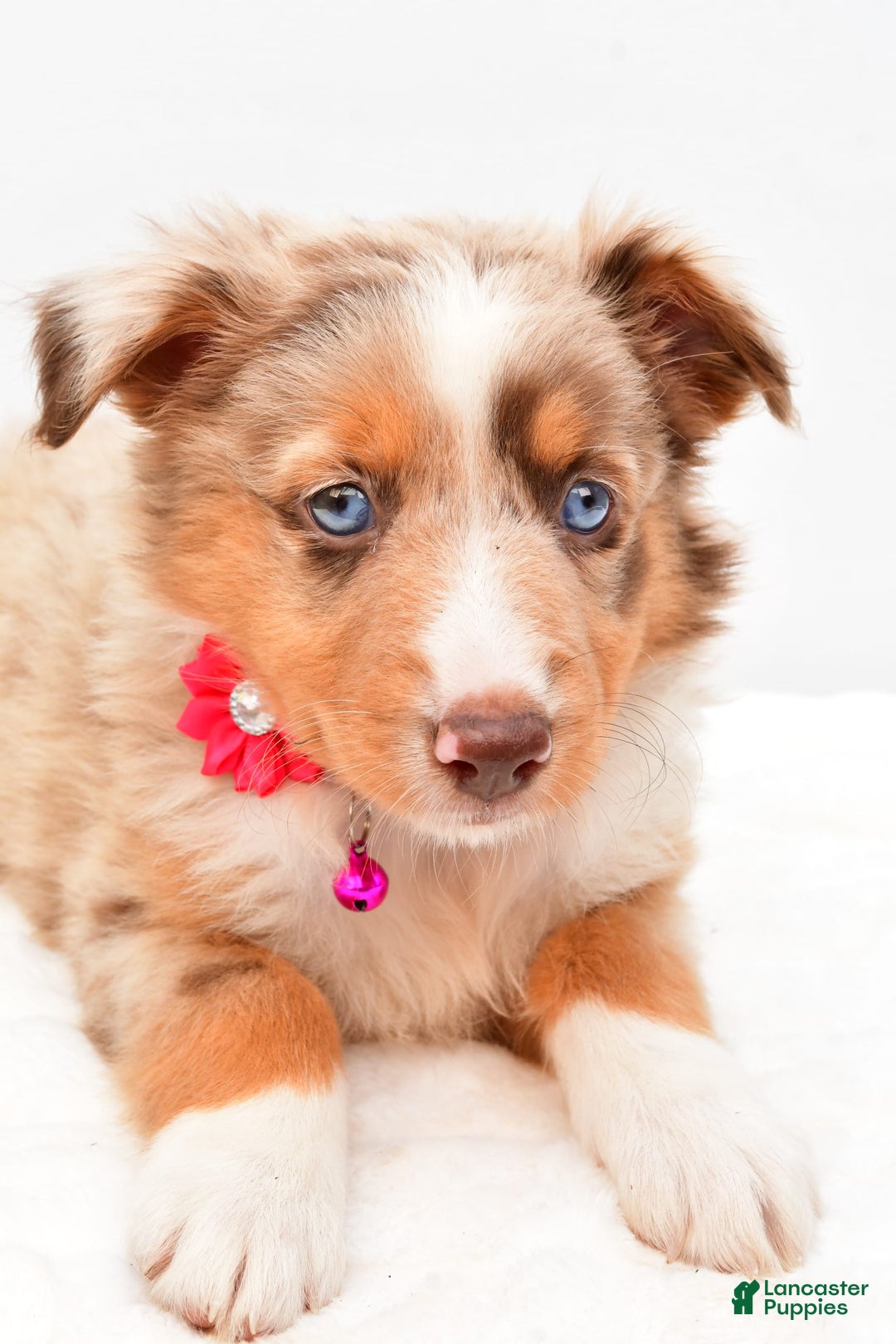 Australian Shepherd dogs for sale: Raine - Image 4