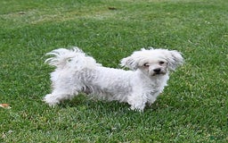 Havapoo dogs for sale: Lollipop - Image 11