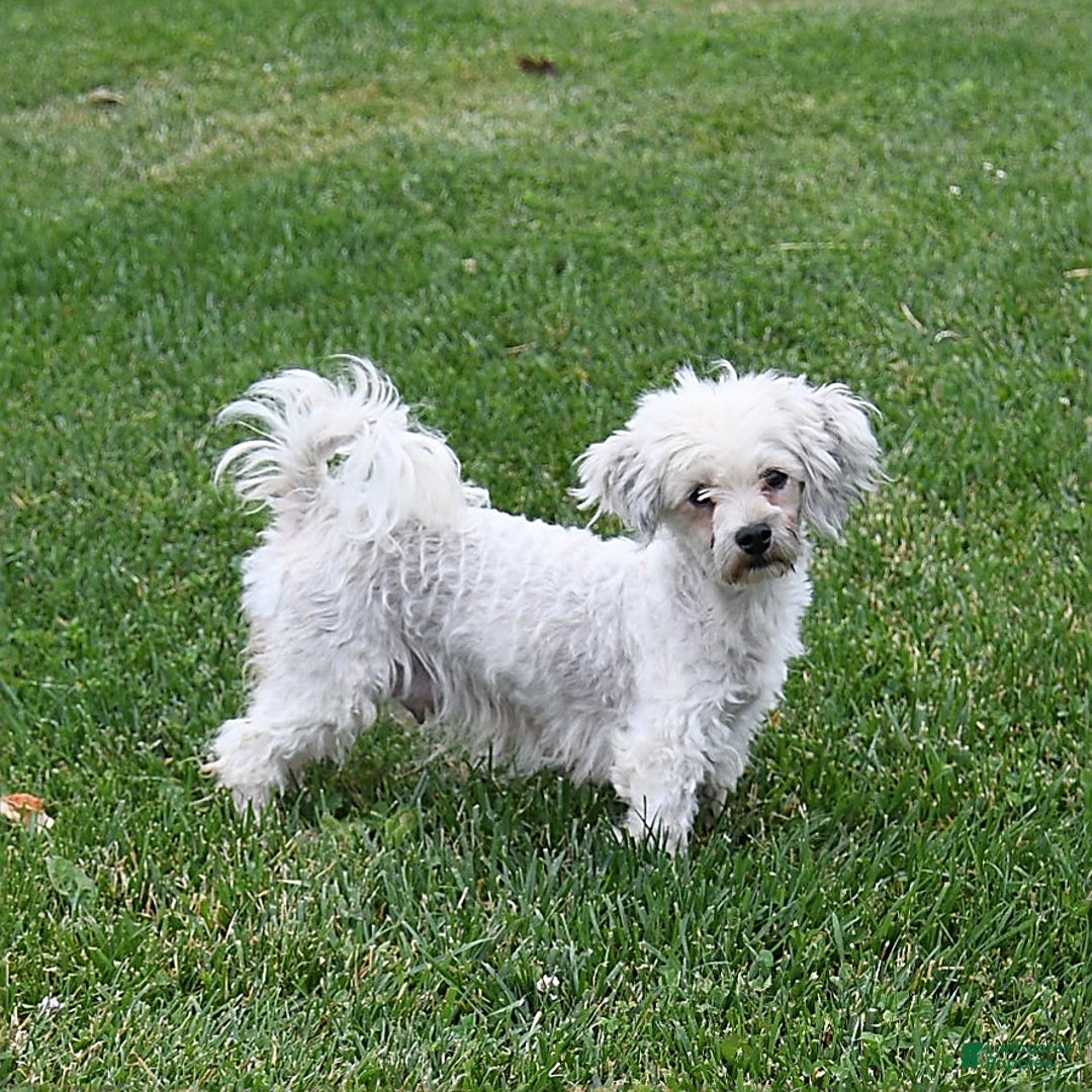 Havapoo dogs for sale: Lollipop - Image 11