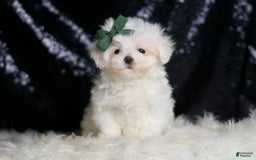 Maltese dogs for sale: Lil Casper - Image 3