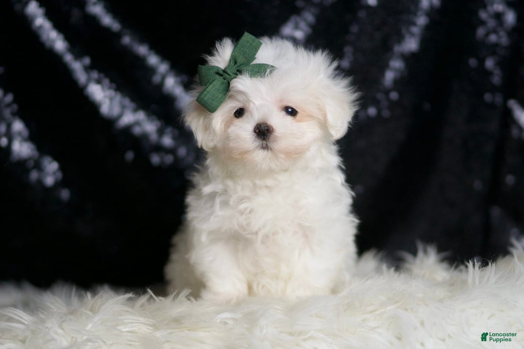 Maltese dogs for sale: Lil Casper - Image 3