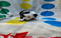 Border Collie dogs for sale: Bear - Image 23
