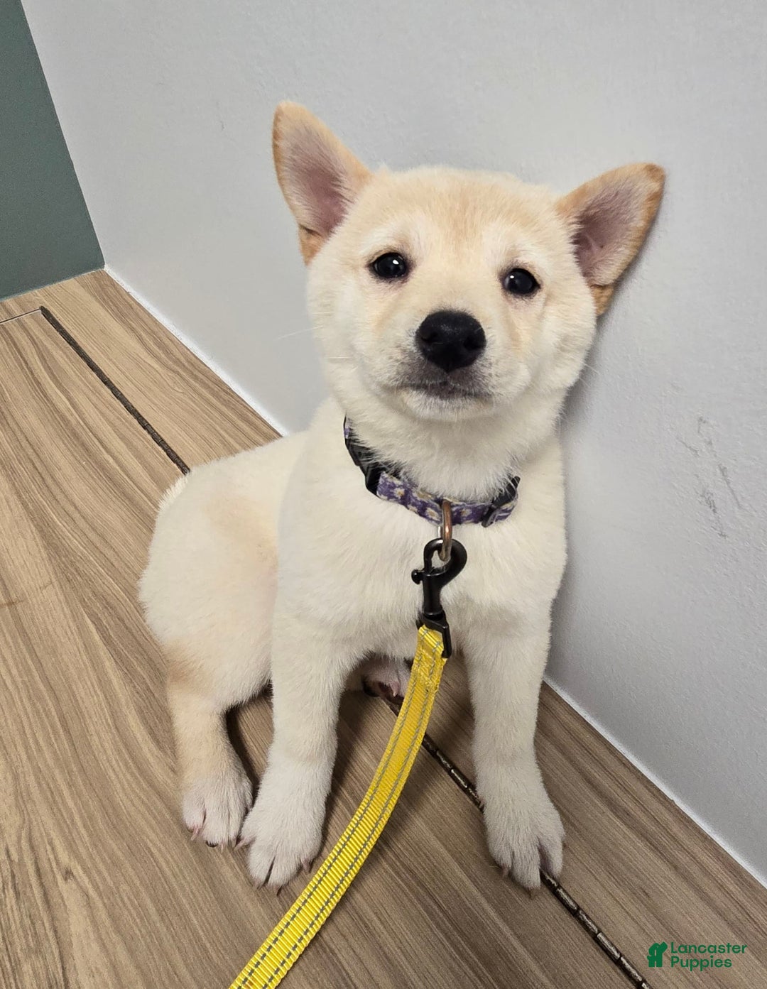 Shiba Inu dogs for sale: Hiko - Image 2