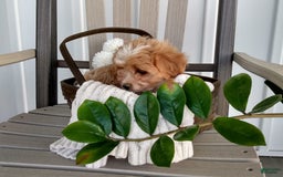 Cavachon dogs for sale: Sammy - Image 2