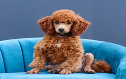 Miniature Poodle dogs for sale: Beau - Image 2