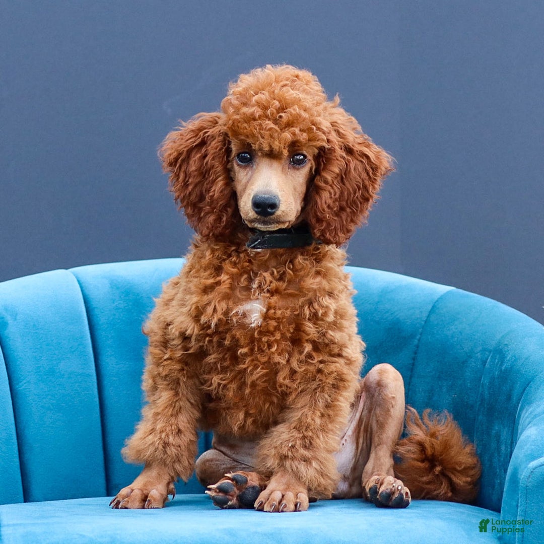 Miniature Poodle dogs for sale: Beau - Image 2