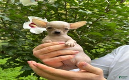 Chihuahua dogs for sale: Carinia - Image 14