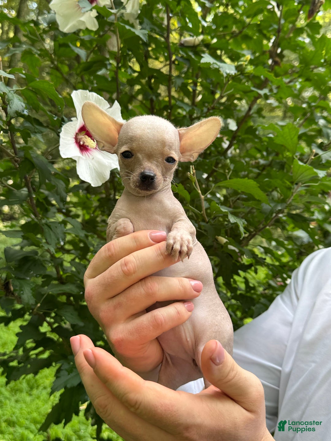 Chihuahua dogs for sale: Carinia - Image 14
