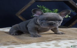 French Bulldog dogs for sale: Sophie - Image 2