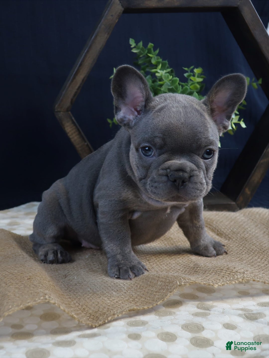 French Bulldog dogs for sale: Sophie - Image 2