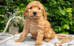 Mini Goldendoodle dogs for sale: Everett - Image 2
