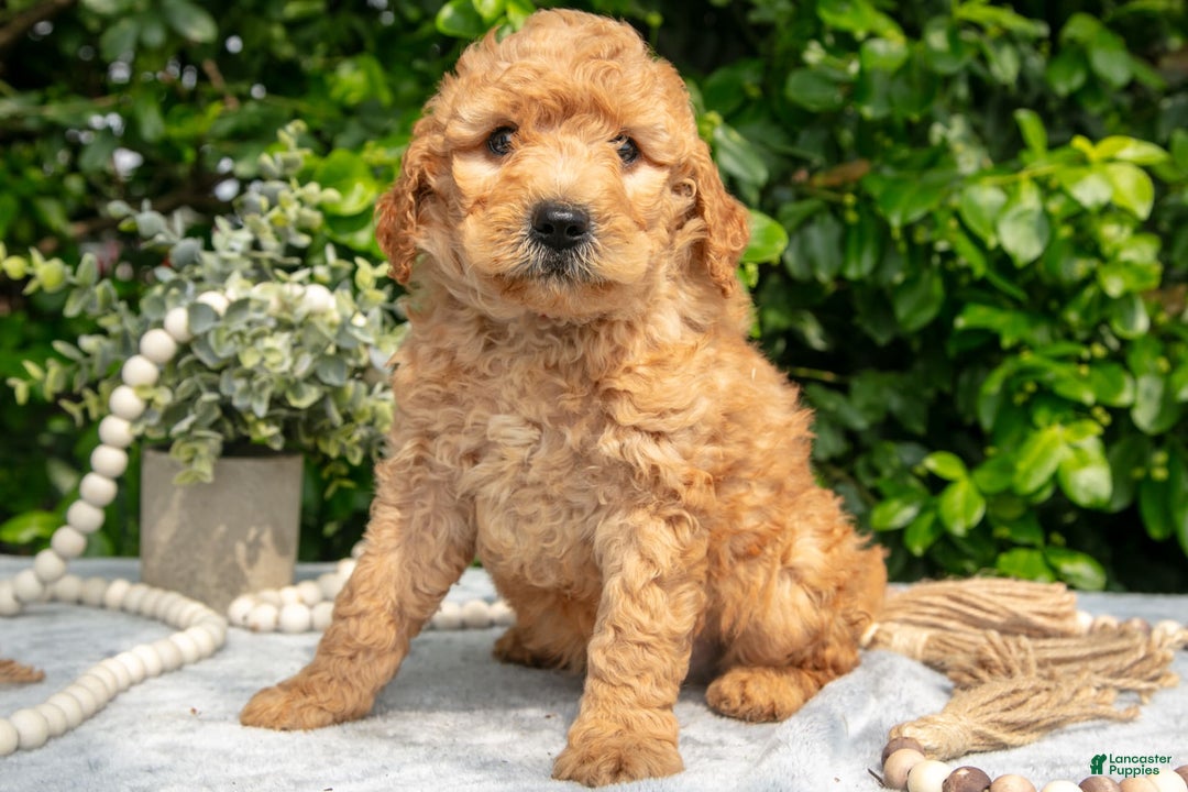 Mini Goldendoodle dogs for sale: Everett - Image 2
