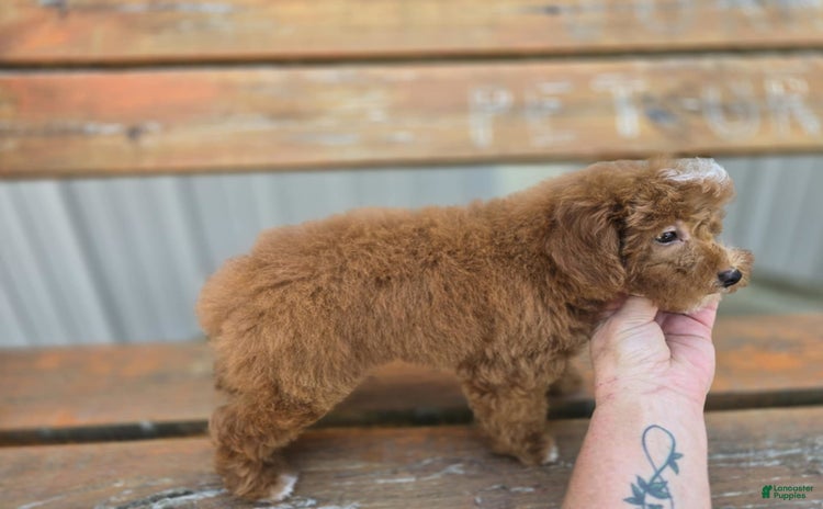 Miniature Poodle dogs for sale - Ad 2