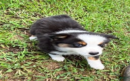 Australian Shepherd dogs for sale: Miss Sally - Image 3