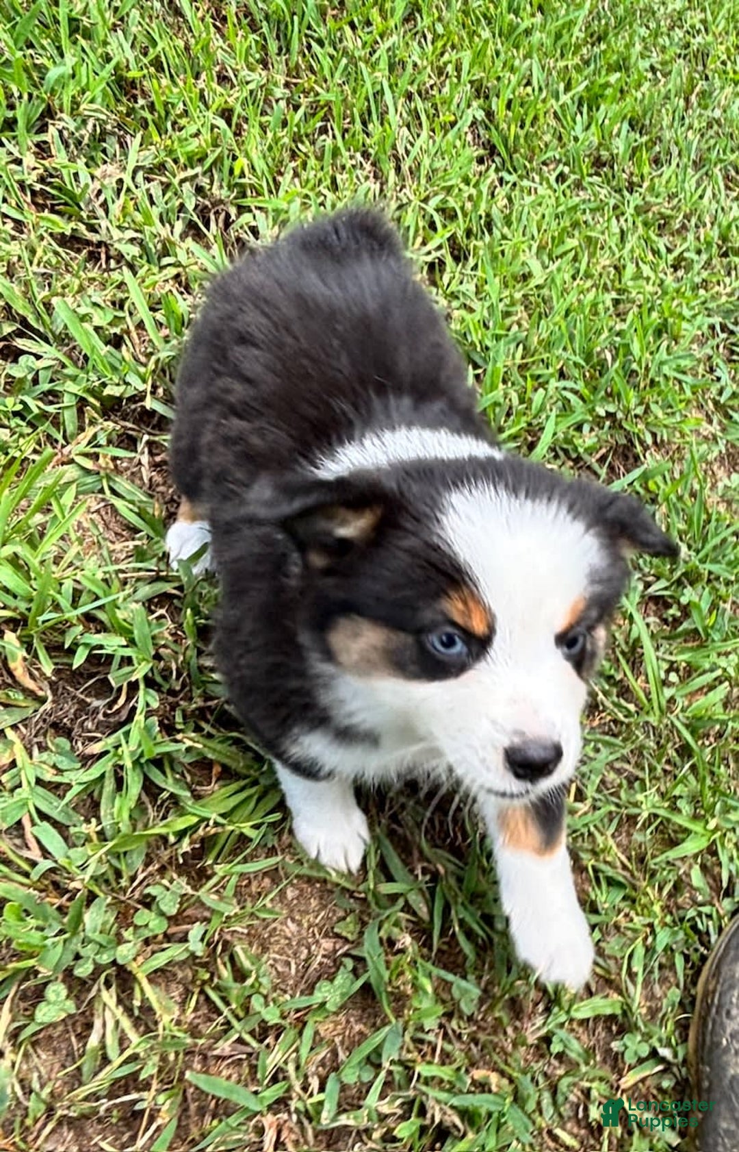 Australian Shepherd dogs for sale: Miss Sally - Image 3