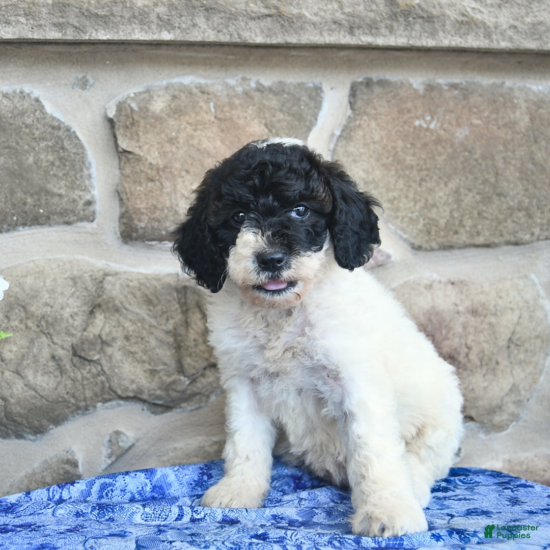 Goldendoodle dogs for sale: Sparkle - Image 5