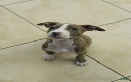 American Bully dogs for sale: Brody - Image 3