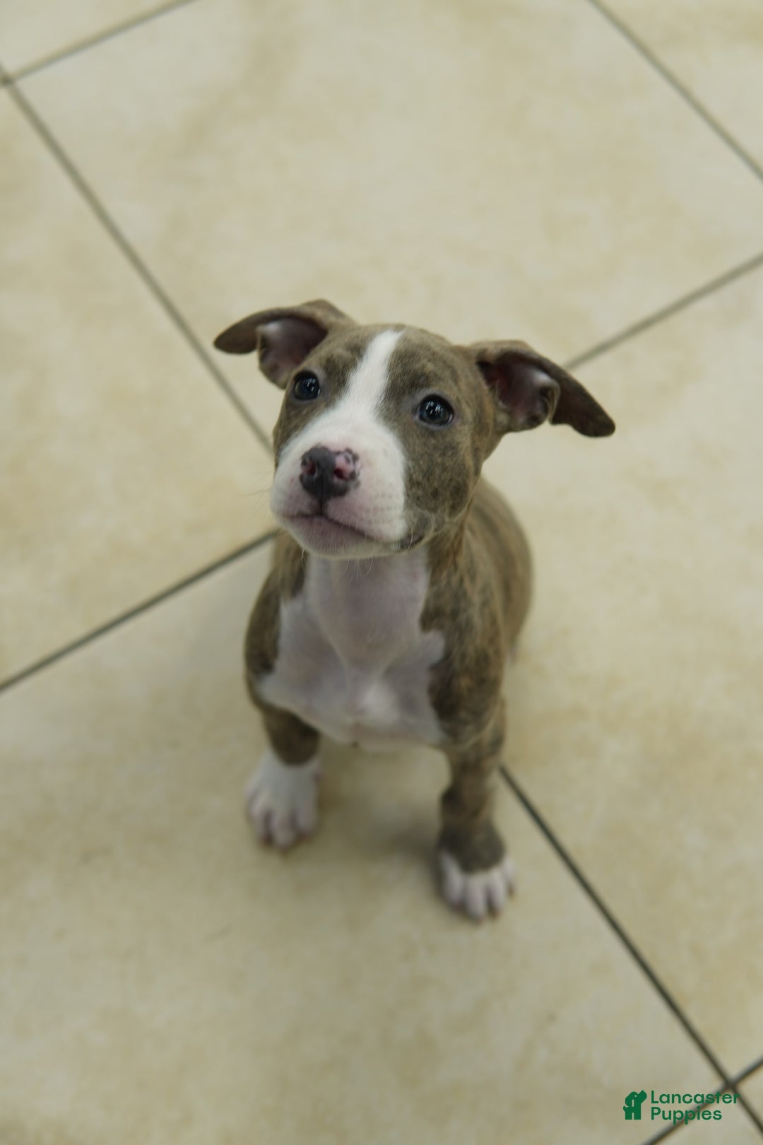 American Bully dogs for sale: Brody - Image 3