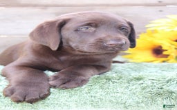 Labrador Retriever dogs for sale: Buster - Image 8