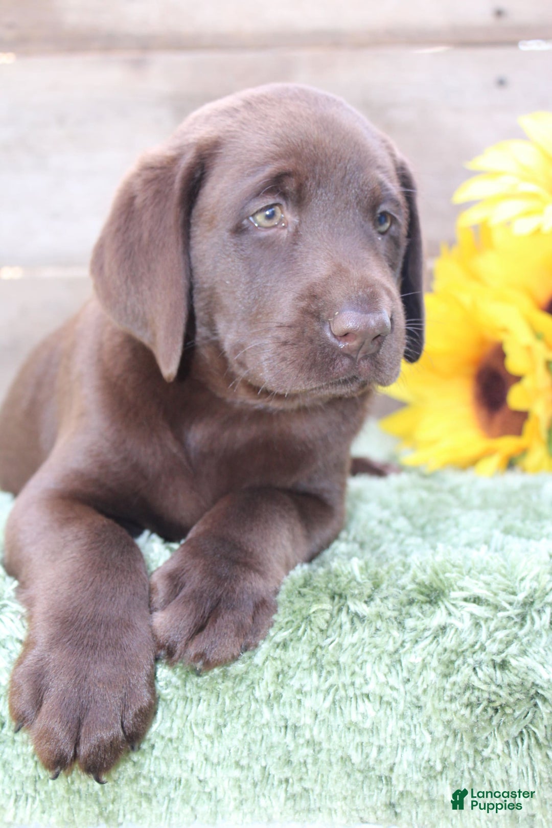Labrador Retriever dogs for sale: Buster - Image 8