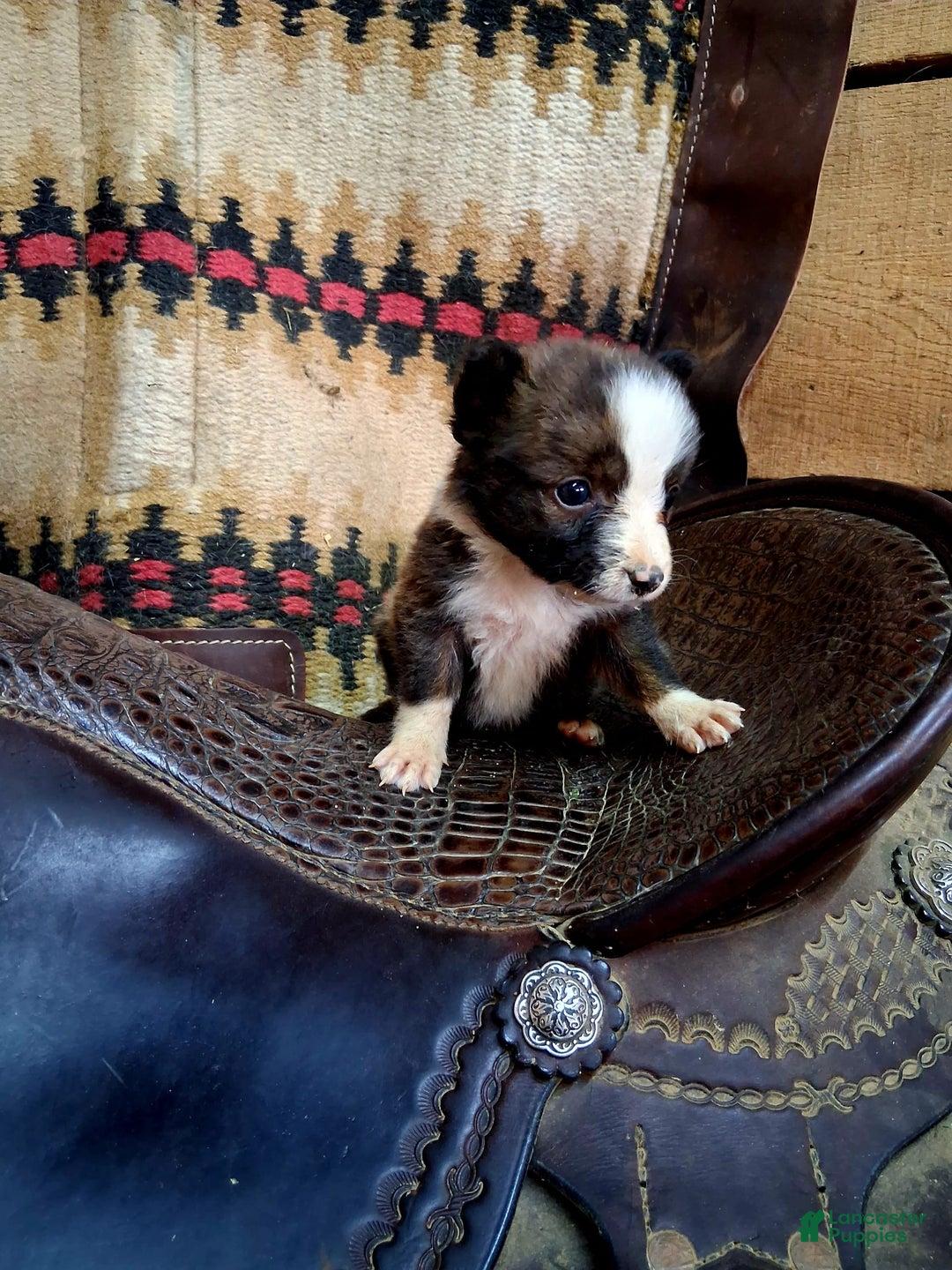 Border Collie dogs for sale: Border Collie 3 puppies - Image 10