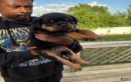 Rottweiler dogs for sale: Pink Female - Image 4
