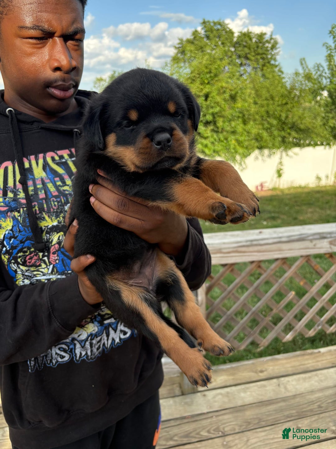 Rottweiler dogs for sale: Pink Female - Image 4