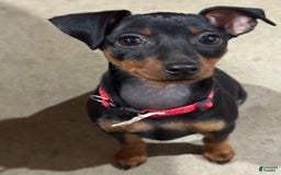 Miniature Pinscher dogs for sale: Bell - Image 2