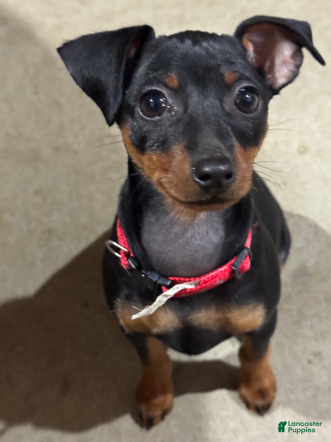 Miniature Pinscher dogs for sale: Bell - Image 2