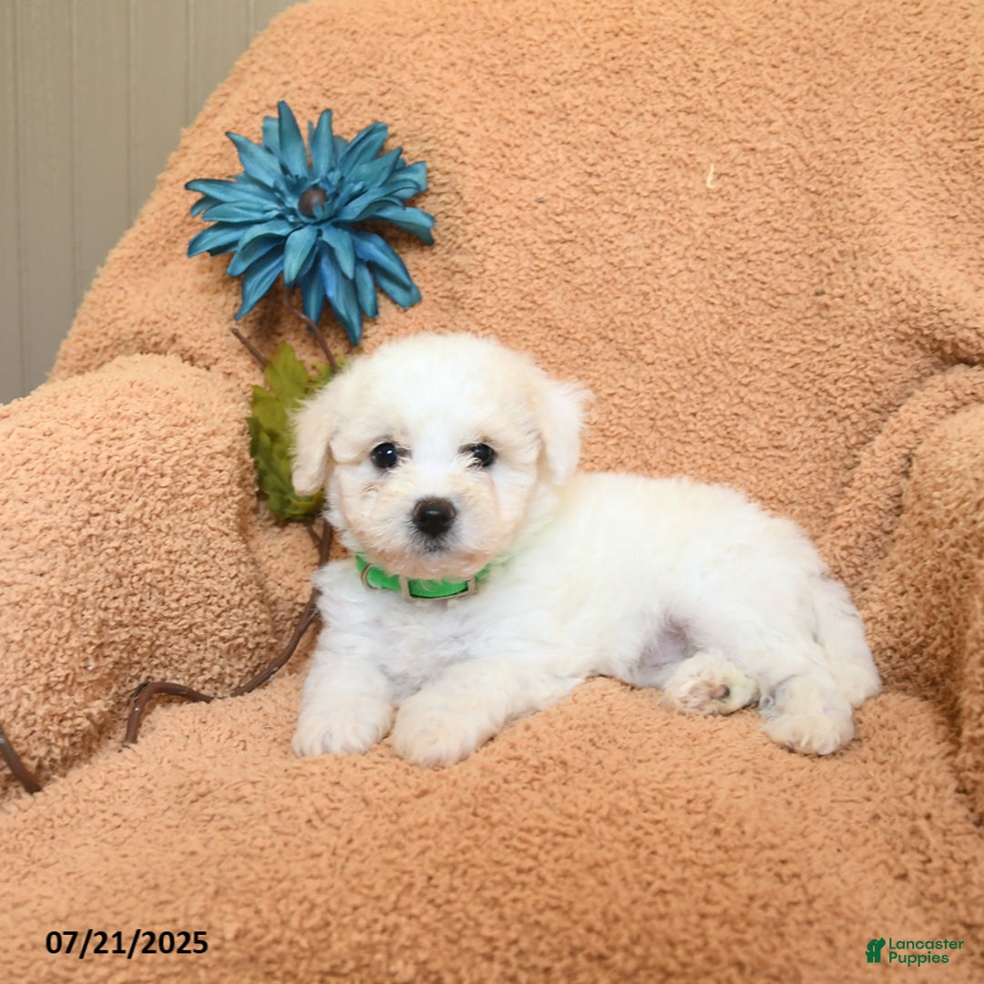 Bichon Frise dogs for sale: Kayla - Image 3